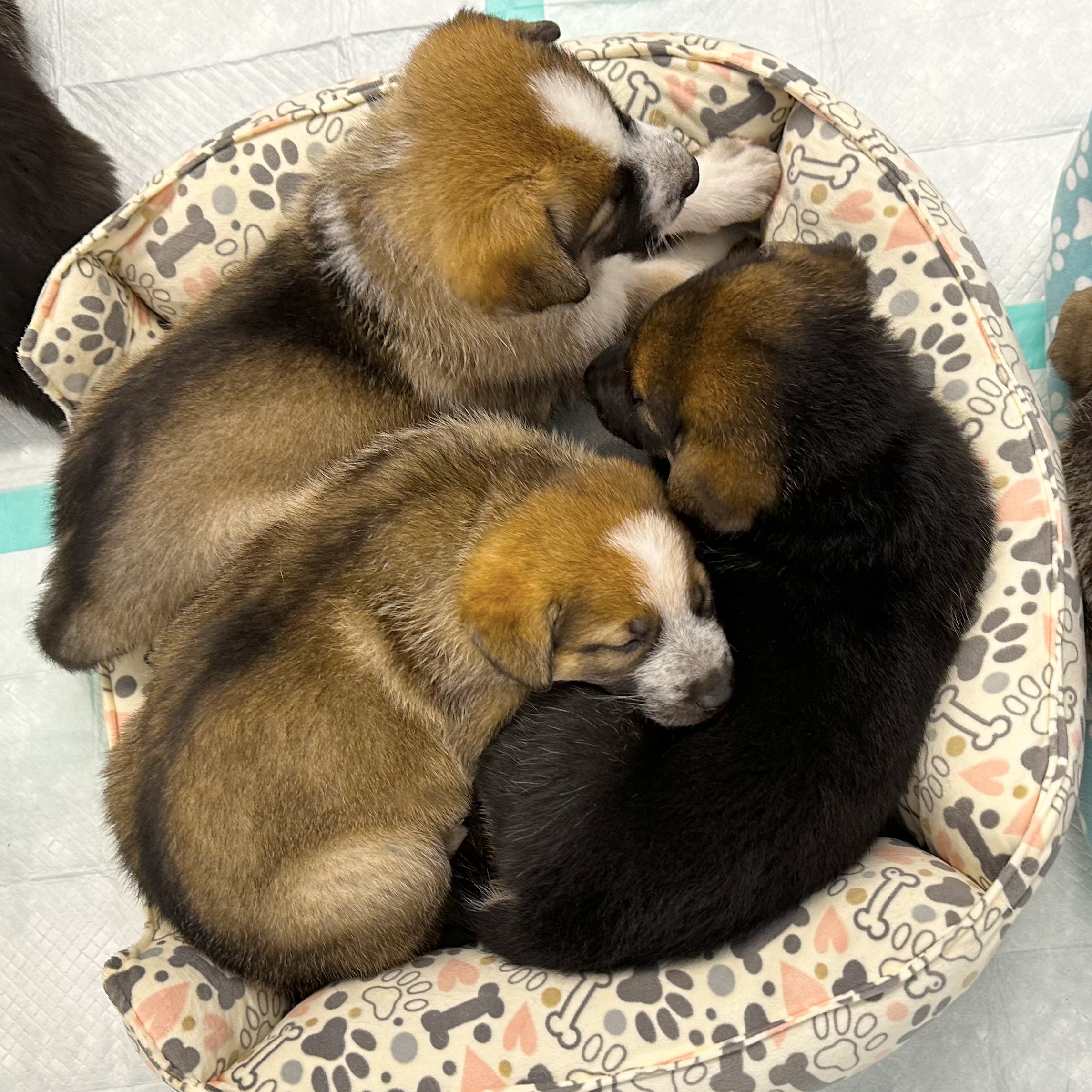 Basket of puppies